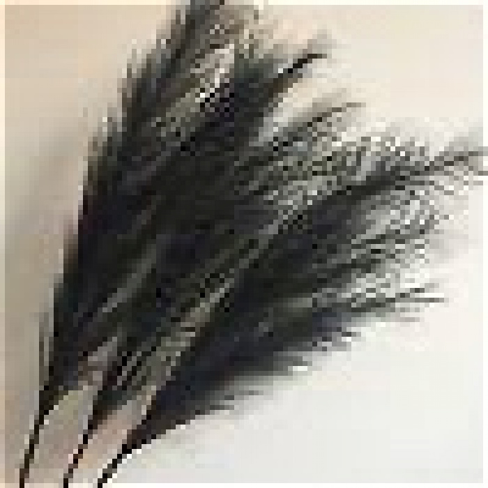 Black Pampas
